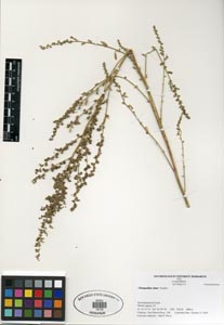 Herbarium Sheet of SDSU 19725